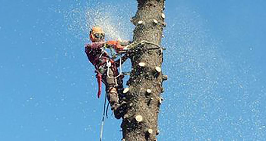 tree service mansfield ohio