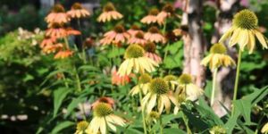 flowers and landscaping near galion ohio