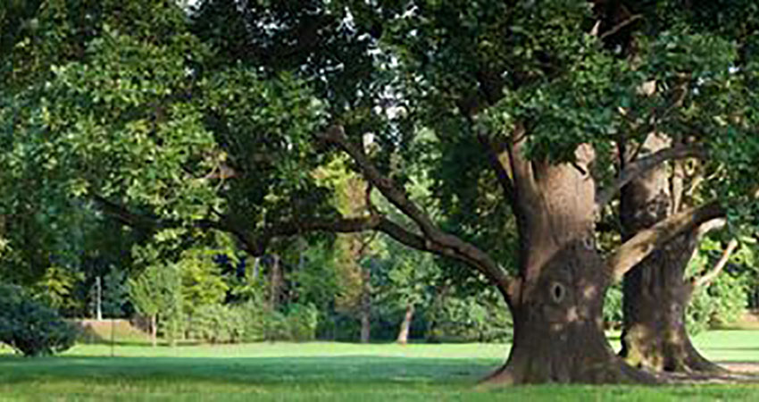 tree service marion ohio