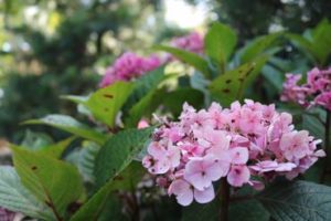 landscaping and flowers near marion ohio