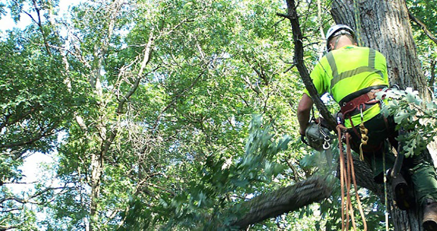 tree service mansfield ohio