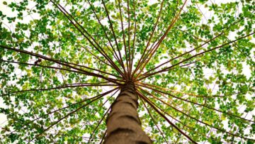 Tree Service near Marion Ohio