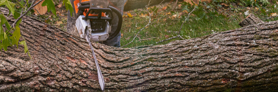 A man cutting down a tree with a chainsaw.